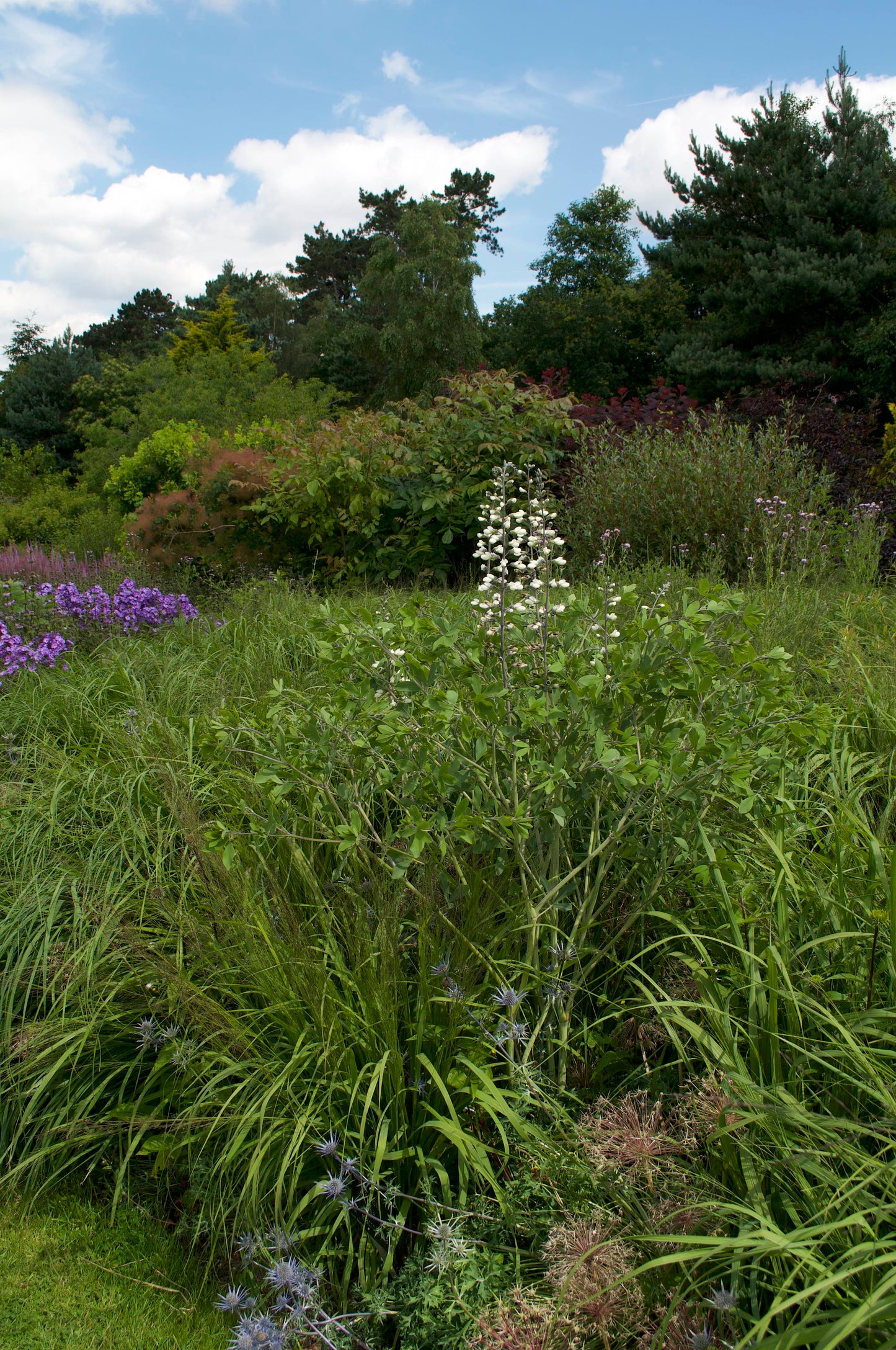 Baptisia alba
