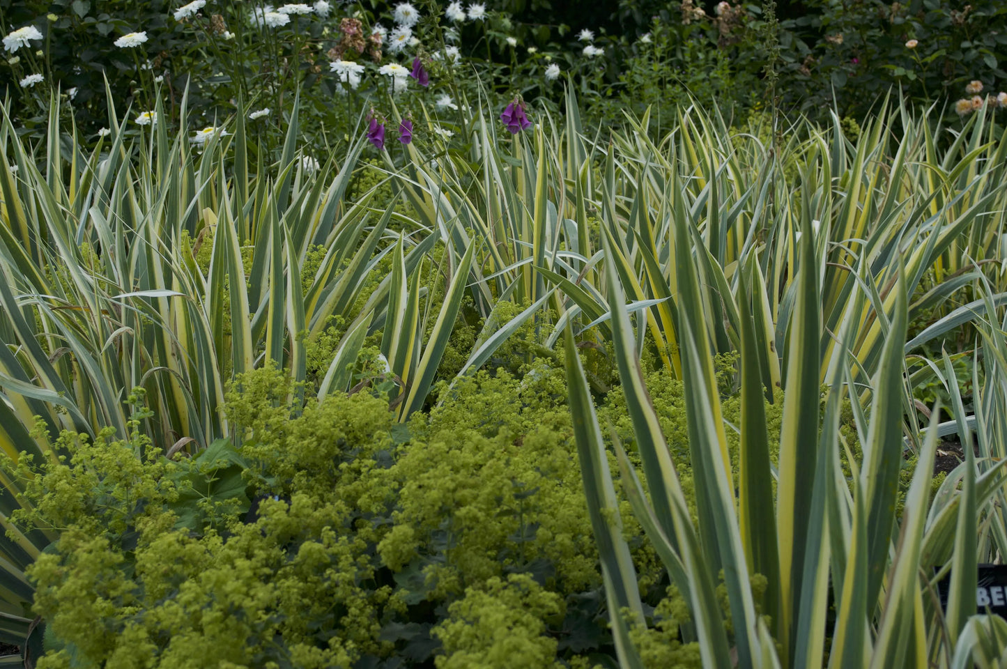 Iris pallida Aureovariegata - Mason House Garden