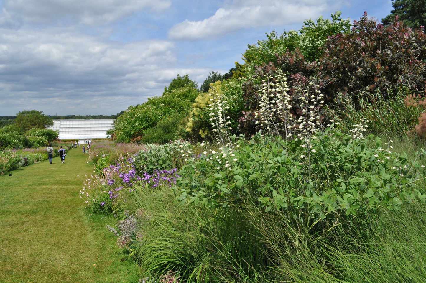 Baptisia alba