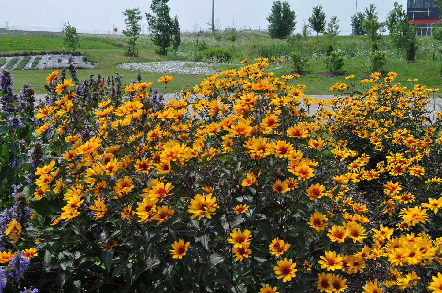 Heliopsis Burning Hearts - Mason House Garden