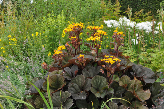 Ligularia dentata Othello
