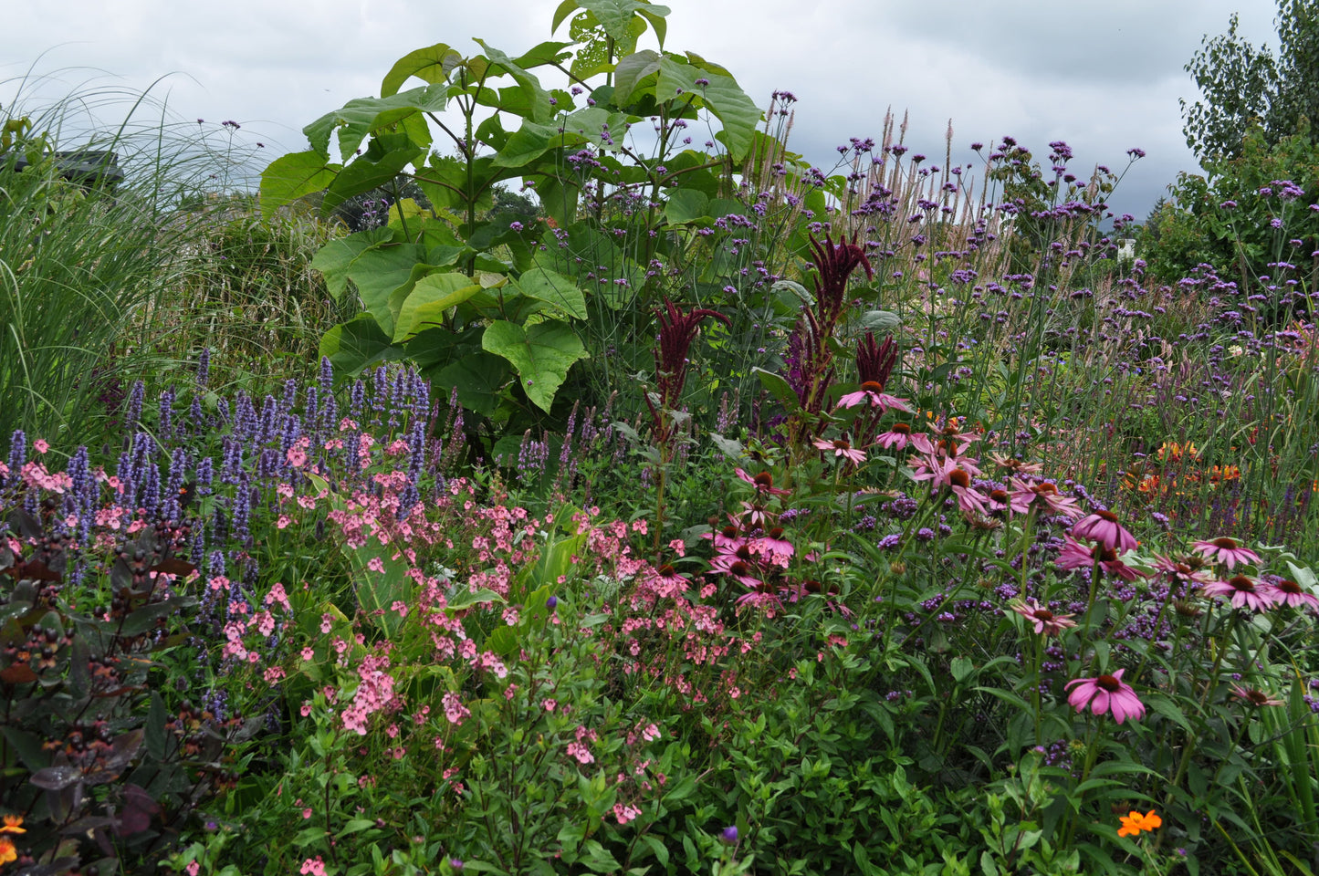 Diascia Hopley's