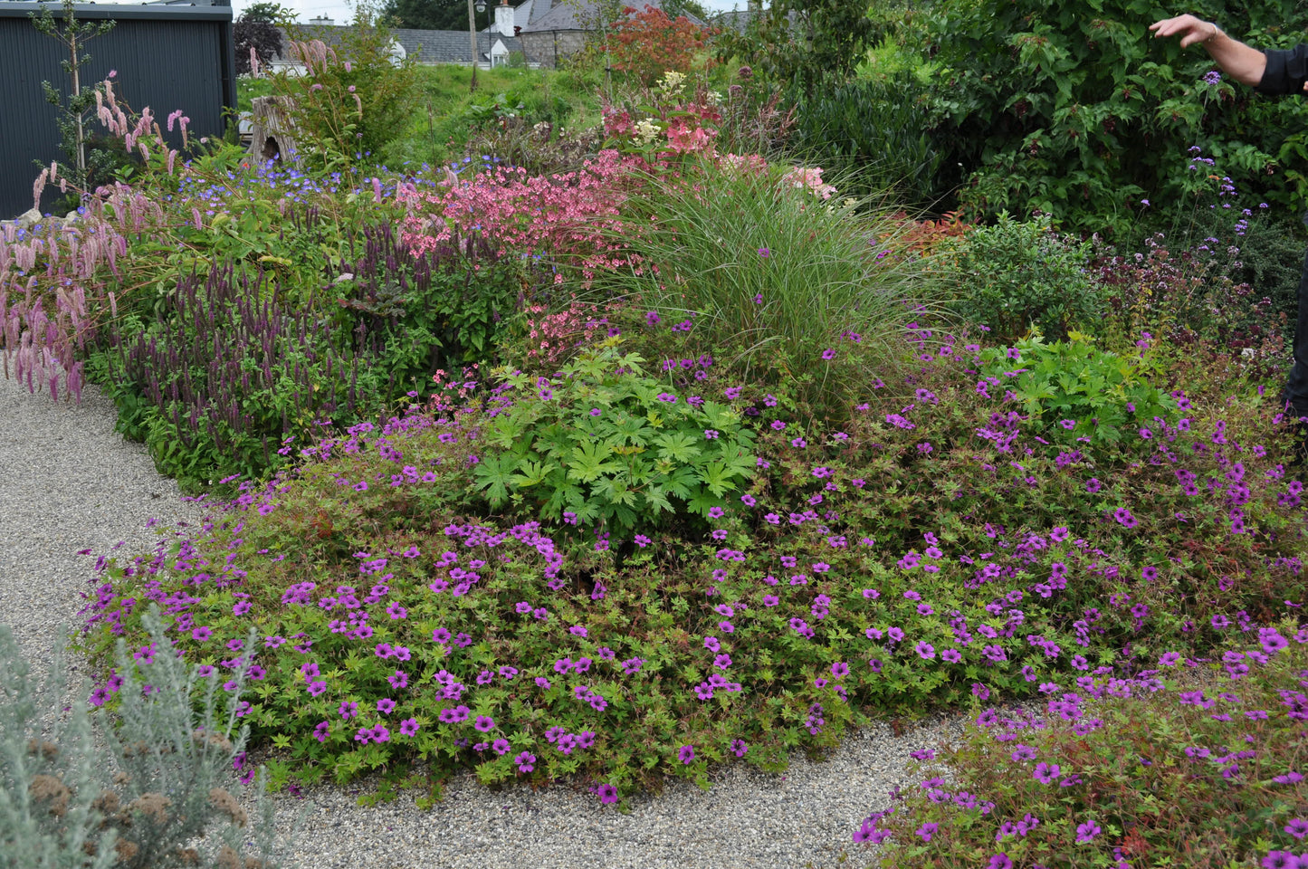 Geranium Anne Thompson - Mason House Garden