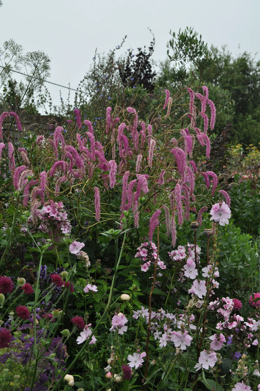 Sanguisorba hakusanensis Lilac Squirrel - Mason House Garden