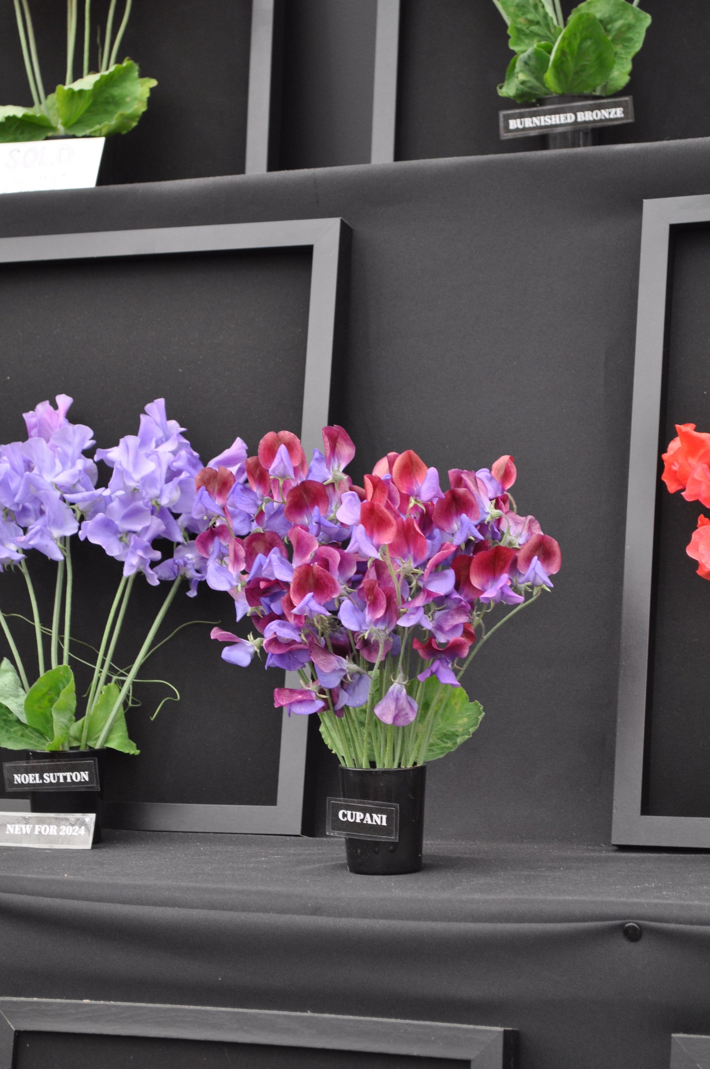 Sweet Pea Cupani