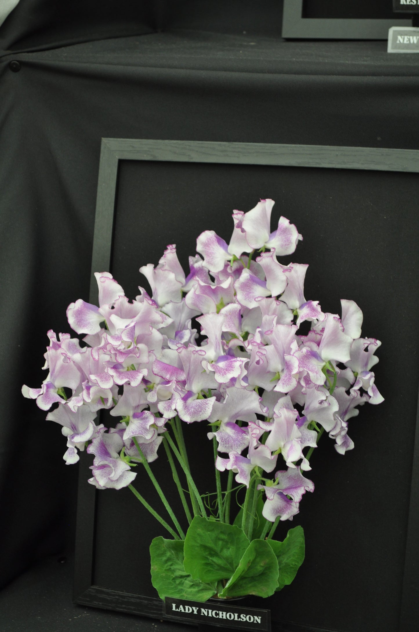 Sweet Pea Lady Nicholson