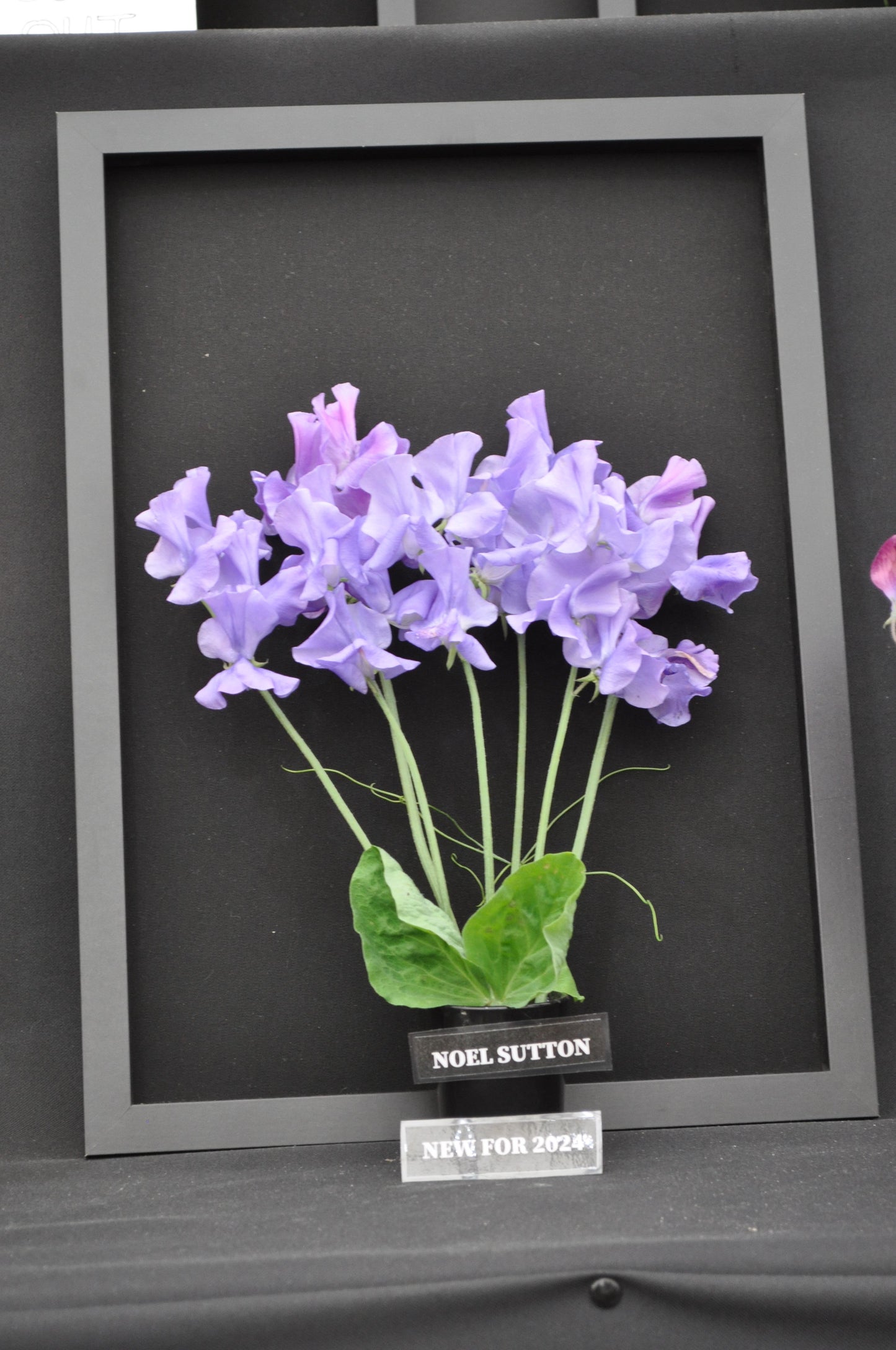 Sweet Pea Noel Sutton