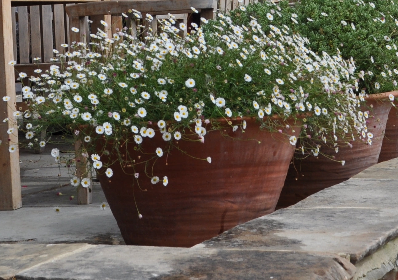 Erigeron karvinskianus