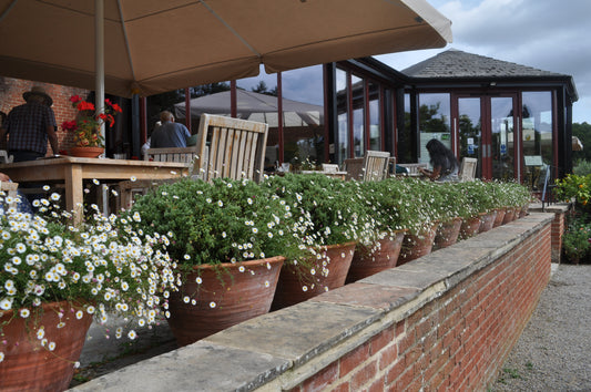 Erigeron karvinskianus