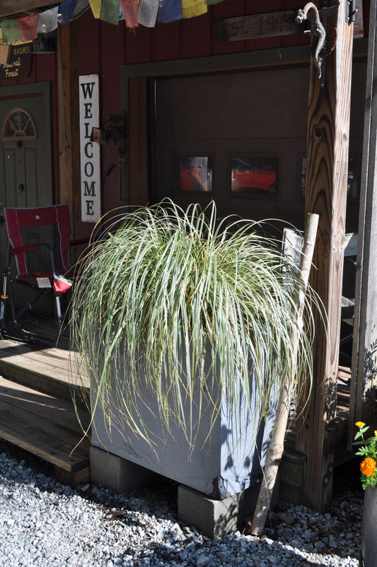 Carex Feather Falls