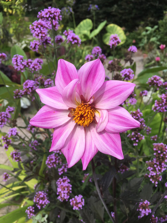 Dahlia Bishop of Leicester