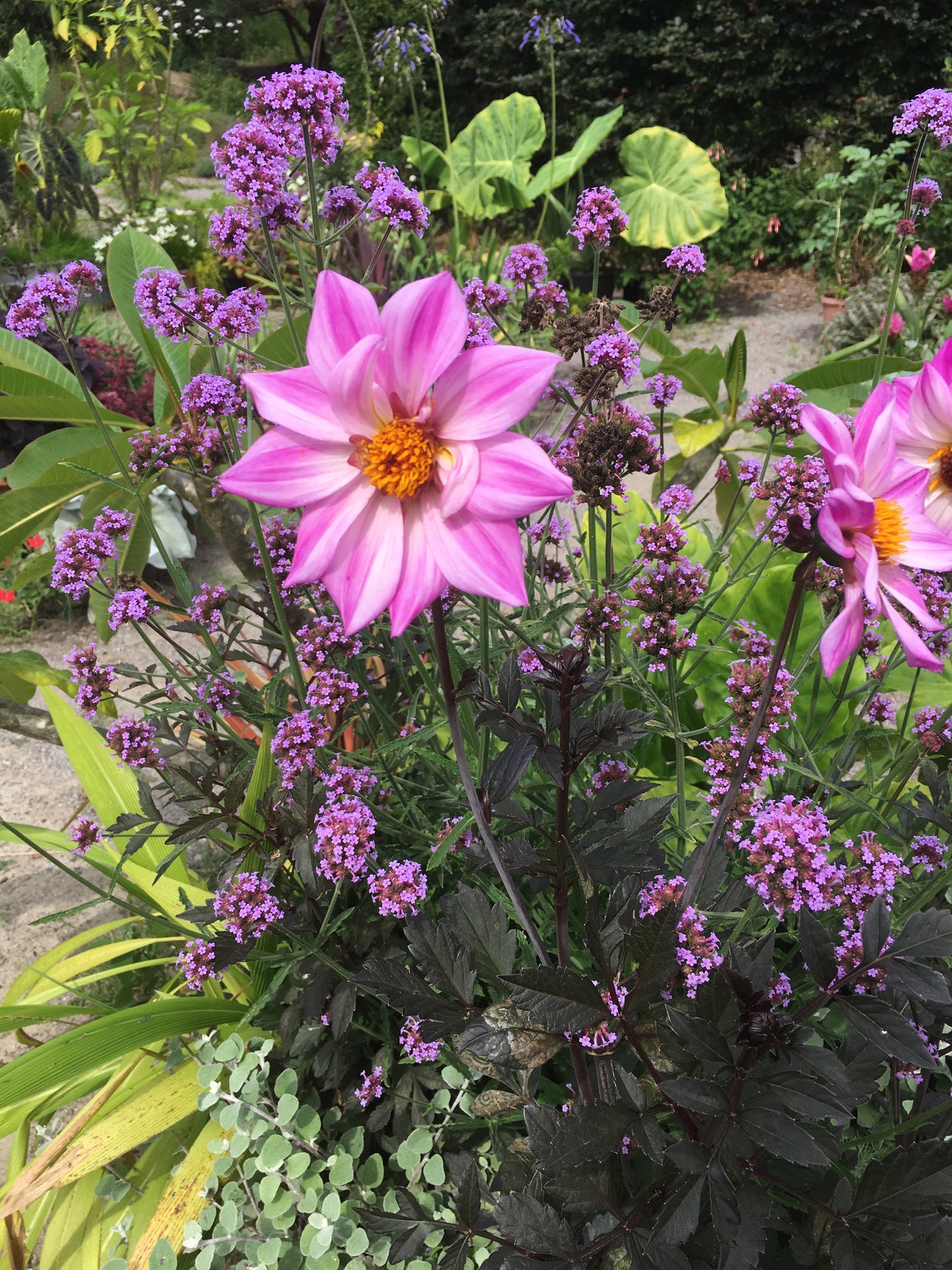 Dahlia Bishop of Leicester