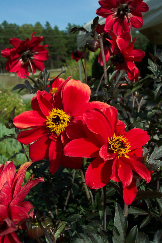 Dahlia Bishop of Llandaff