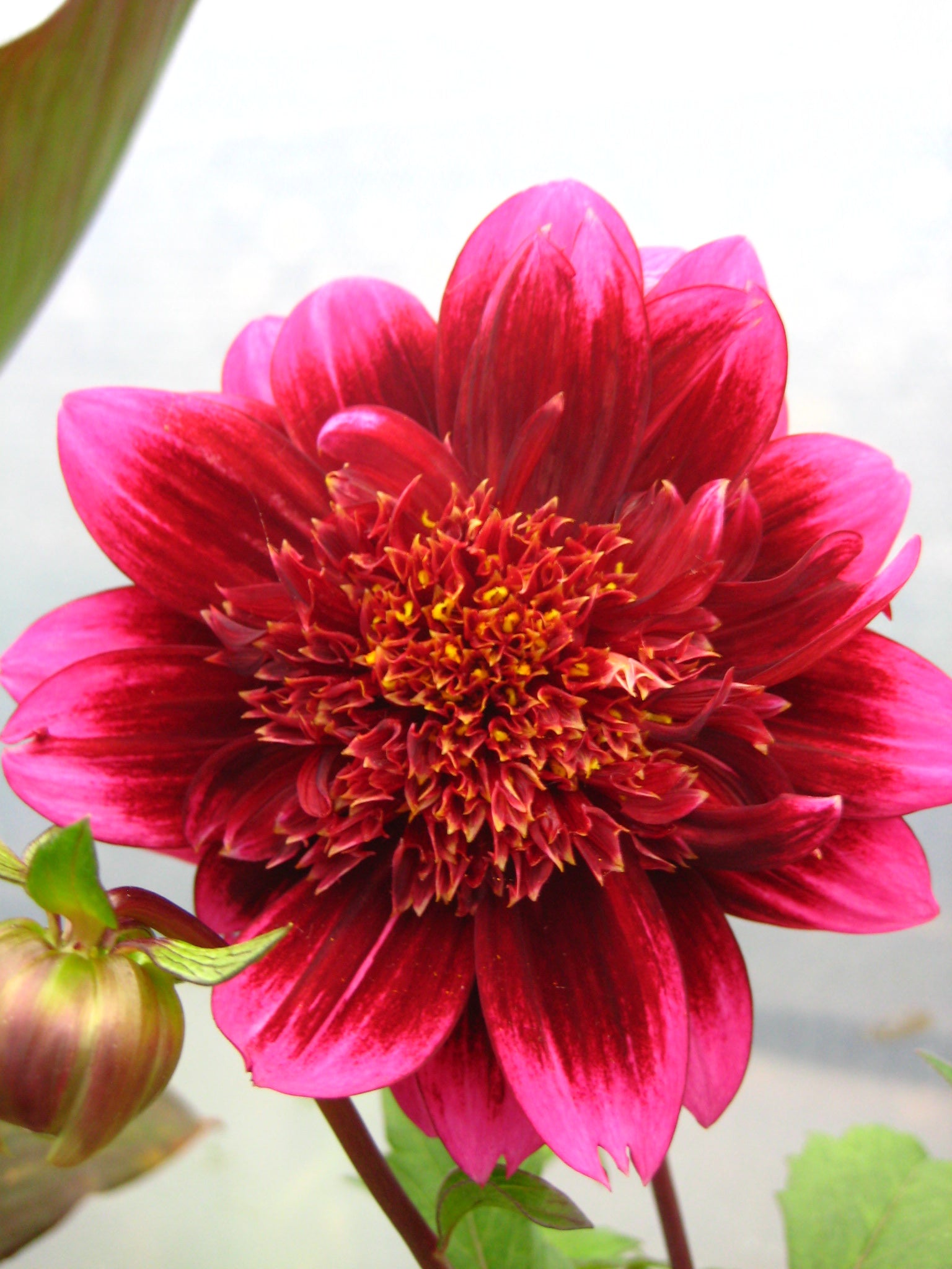 Dahlia Blue Bayou