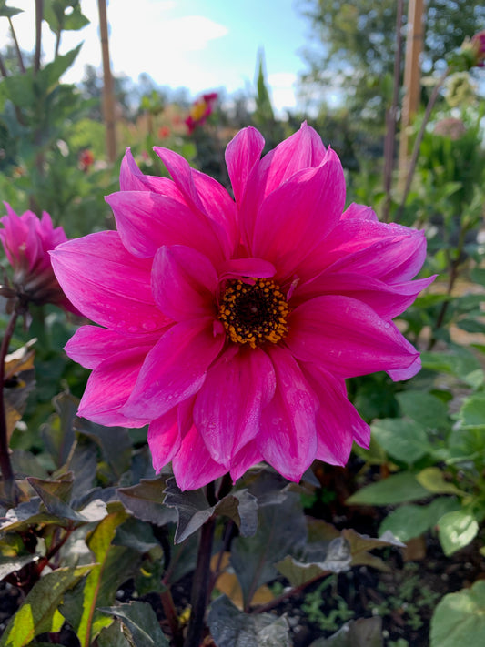 Dahlia Fascination