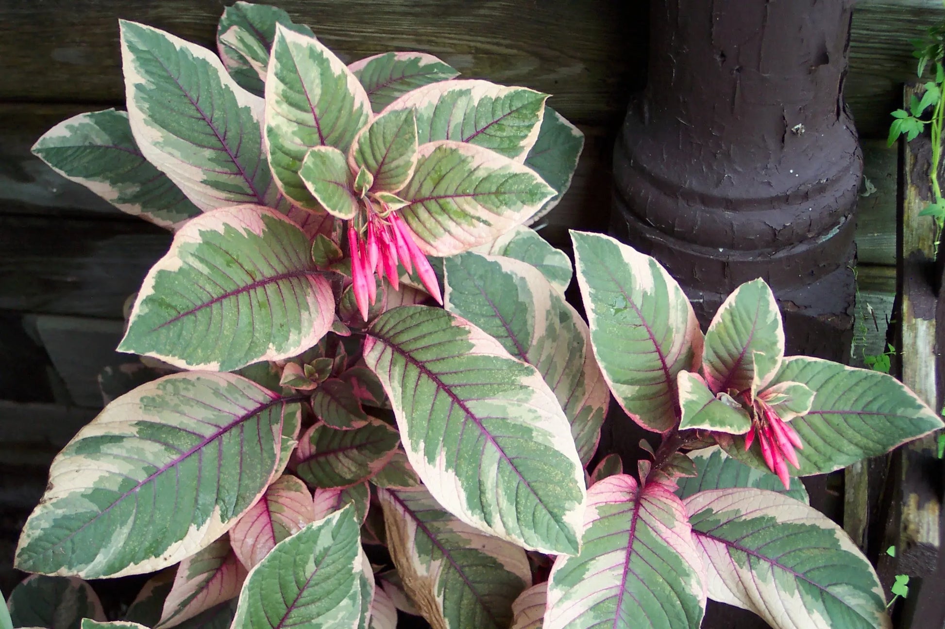 Fuchsia Firecracker - Mason House Garden