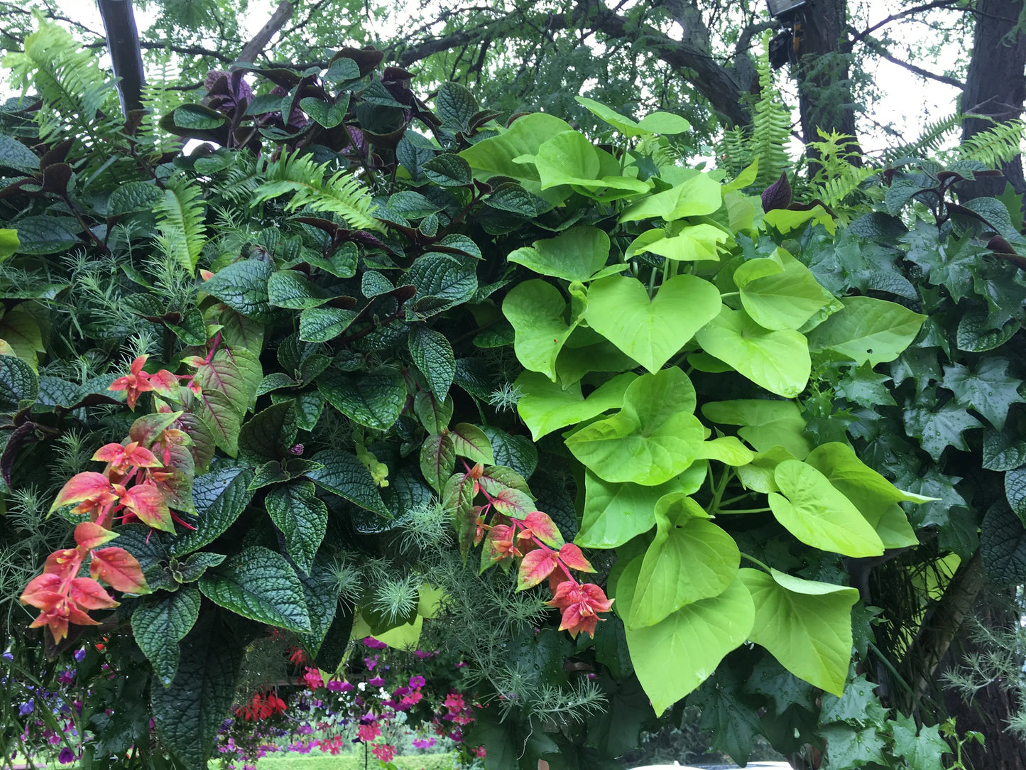 Fuchsia Autumnale - Mason House Garden