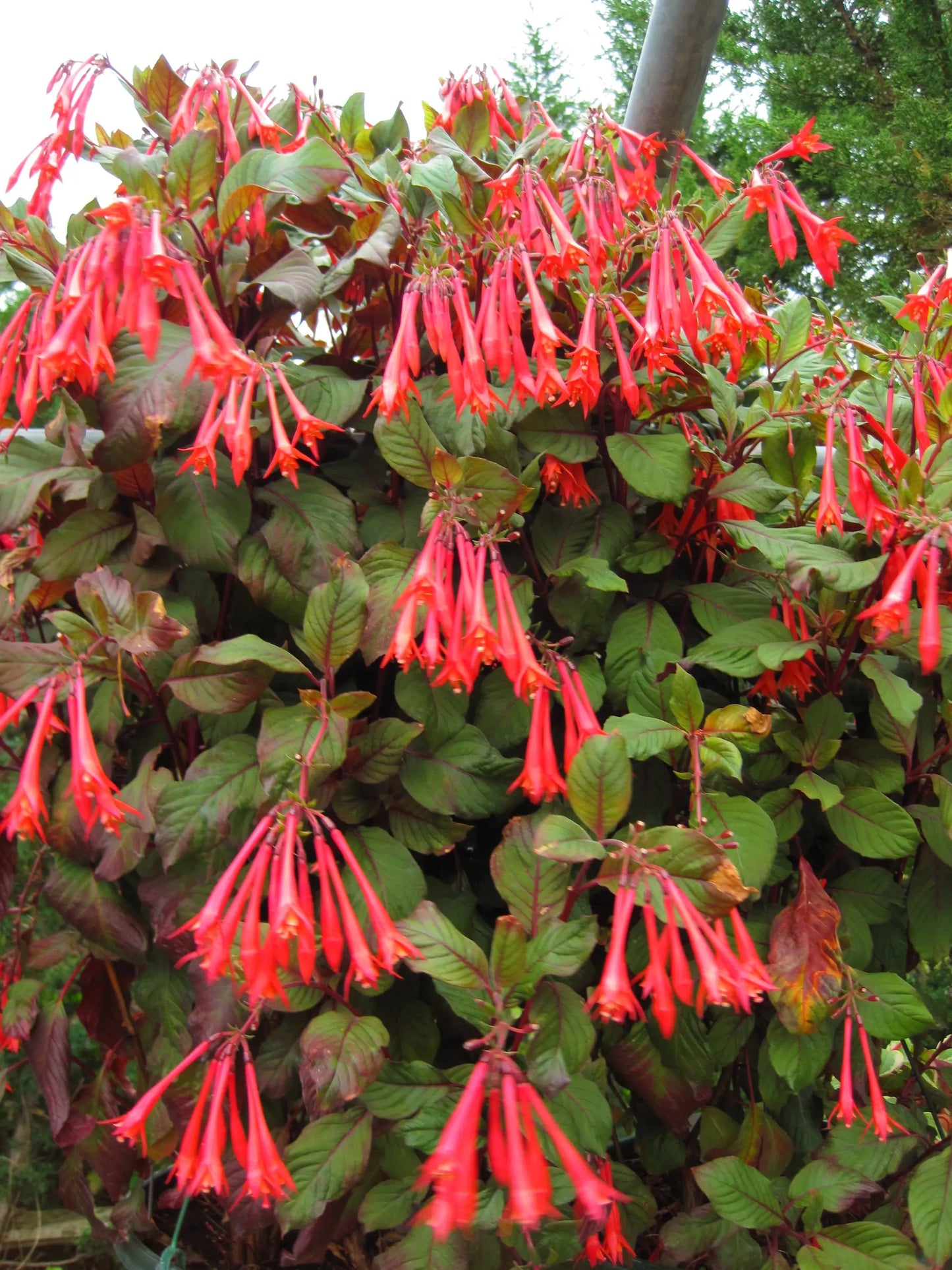 Fuchsia Gartenmeister Bonsteadt - Mason House Garden