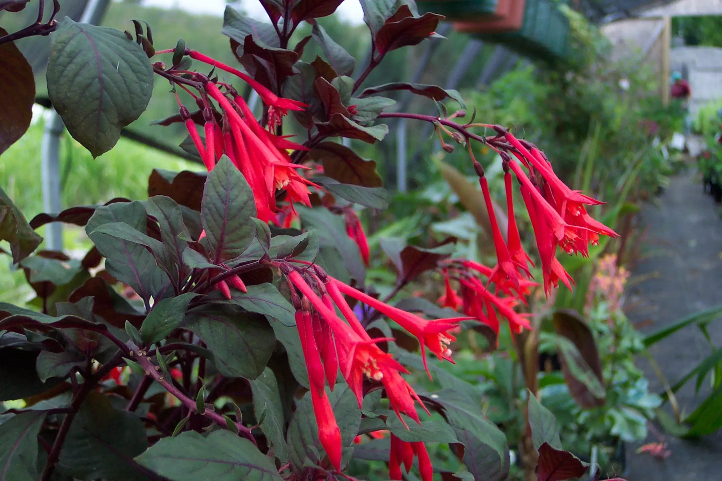 Fuchsia Gartenmeister Bonsteadt - Mason House Garden