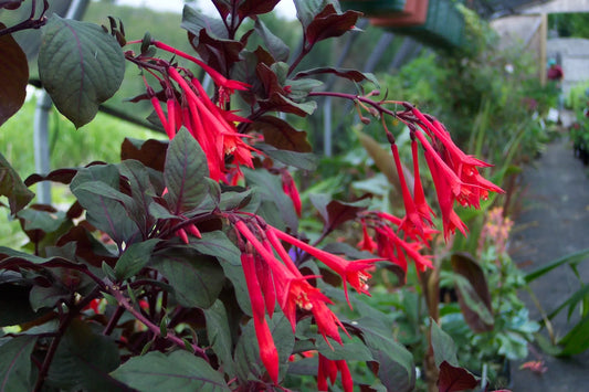 Fuchsia Gartenmeister Bonsteadt