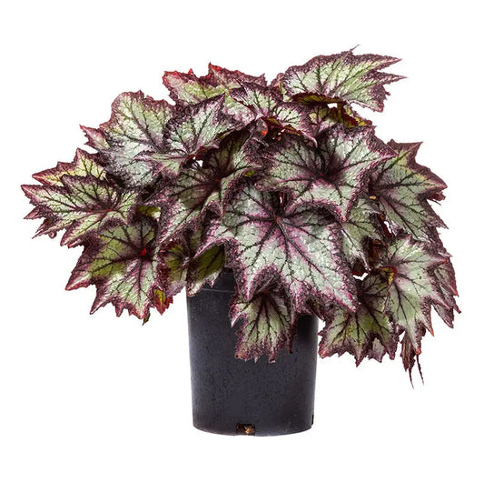 Begonia Bewitched Lavender