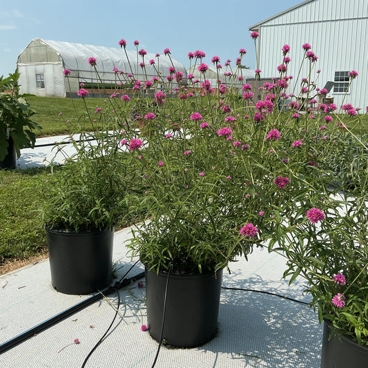 Gomphrena Fireball Pink