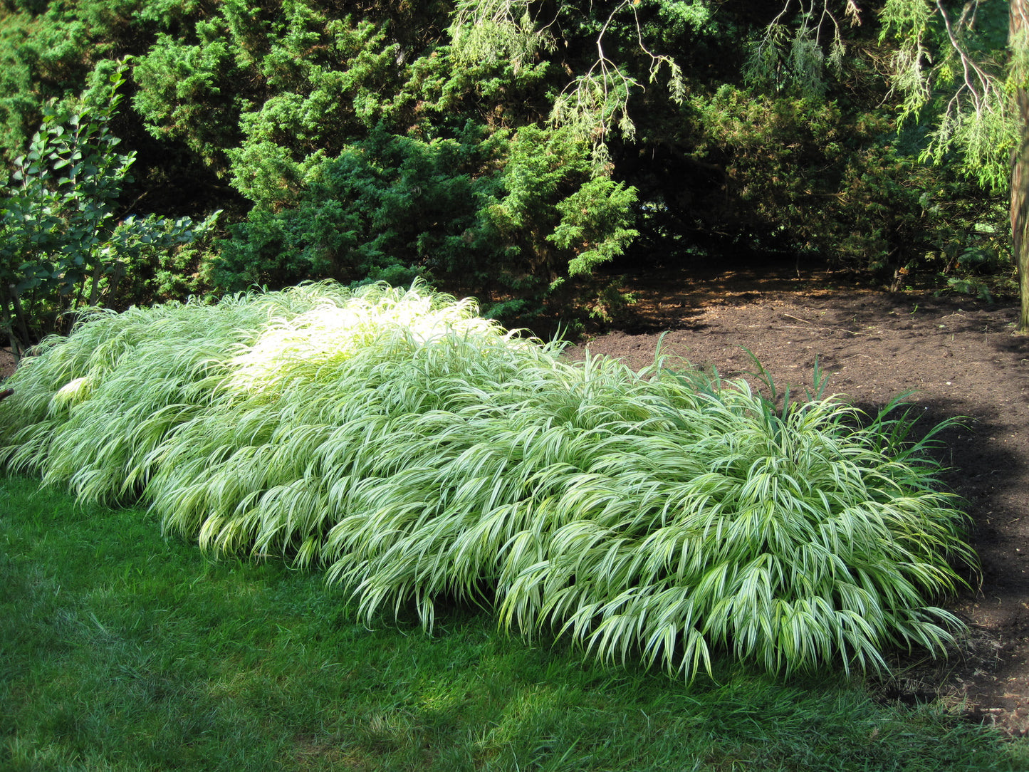 Hakonechloa macra Aureola