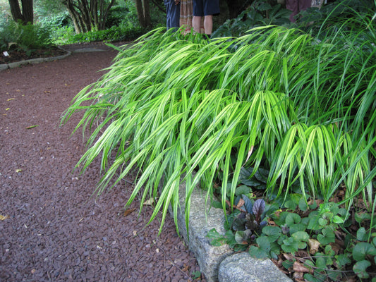 Hakonechloa macra Aureola