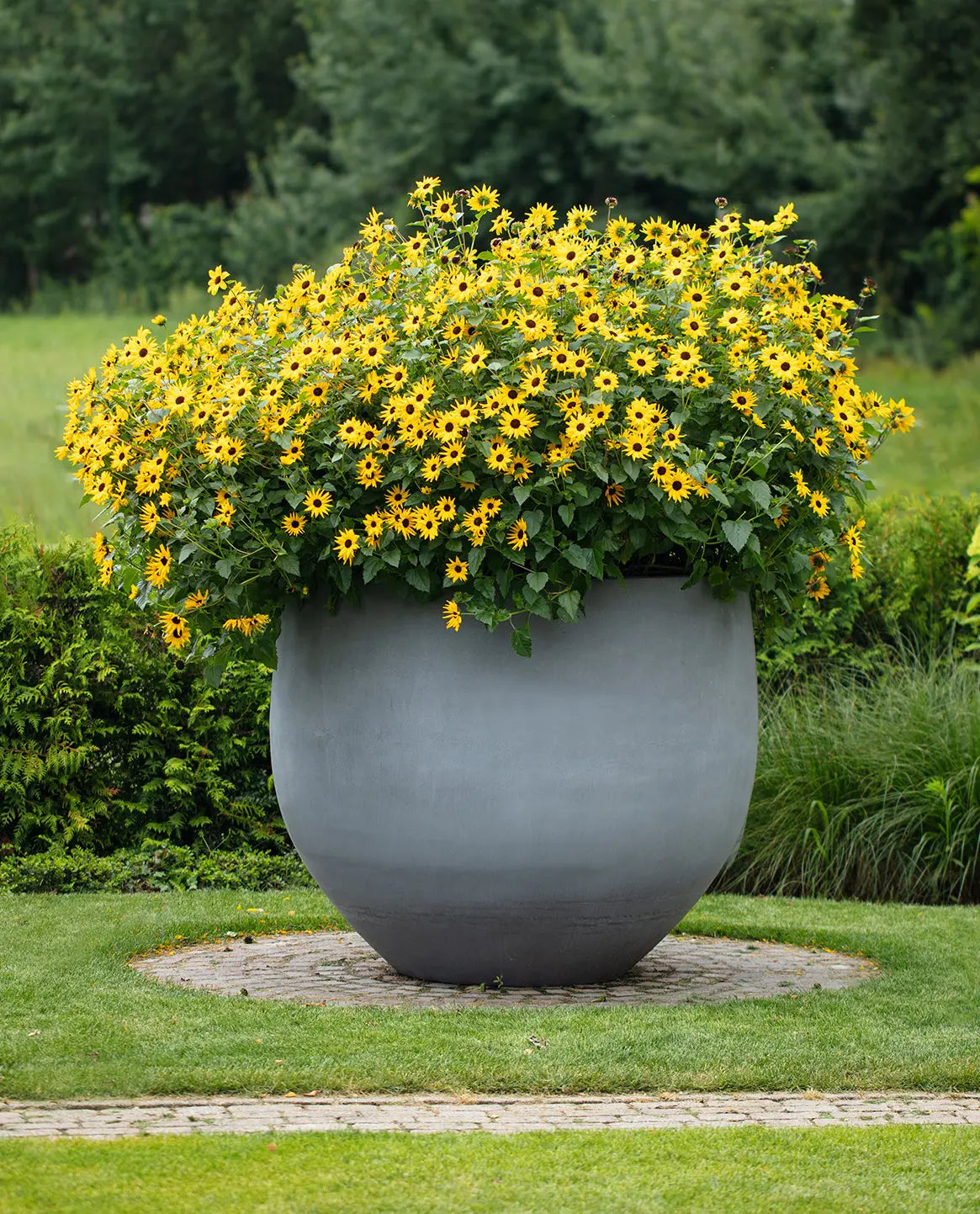 Helianthus Sunmazing - Mason House Garden