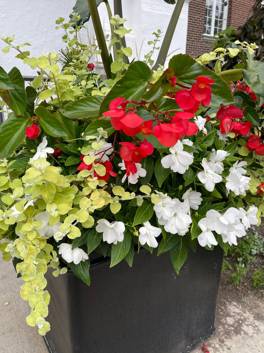 Begonia Dragon Wing Red