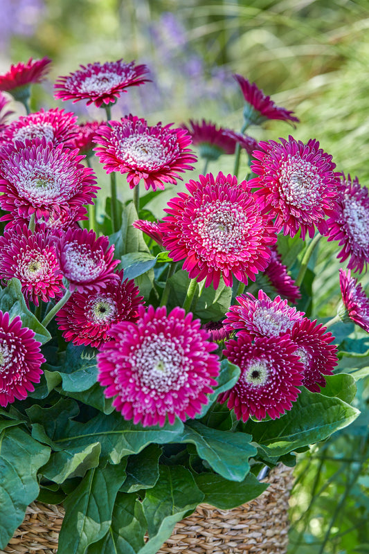 Gerbera Garvinea Majestic Burgundy