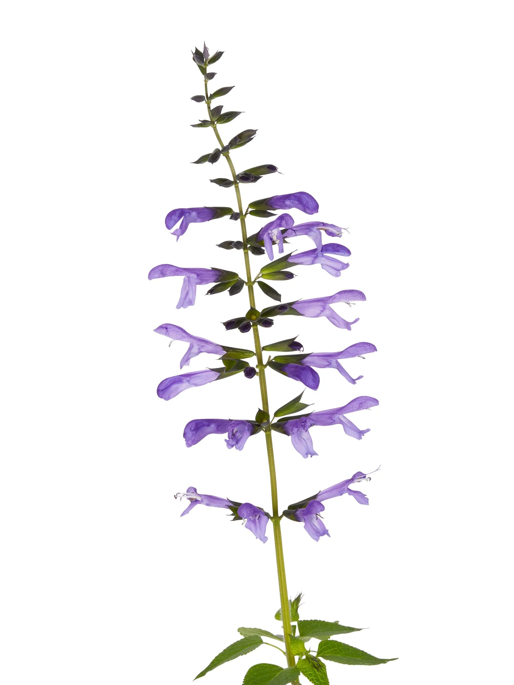 Salvia Salgoon Lake Titicaca – Mason House Garden