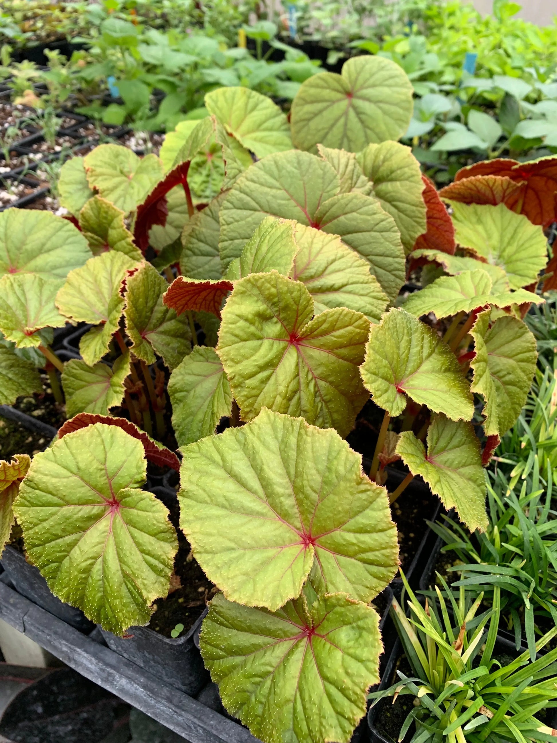 Begonia grandis - Mason House Garden