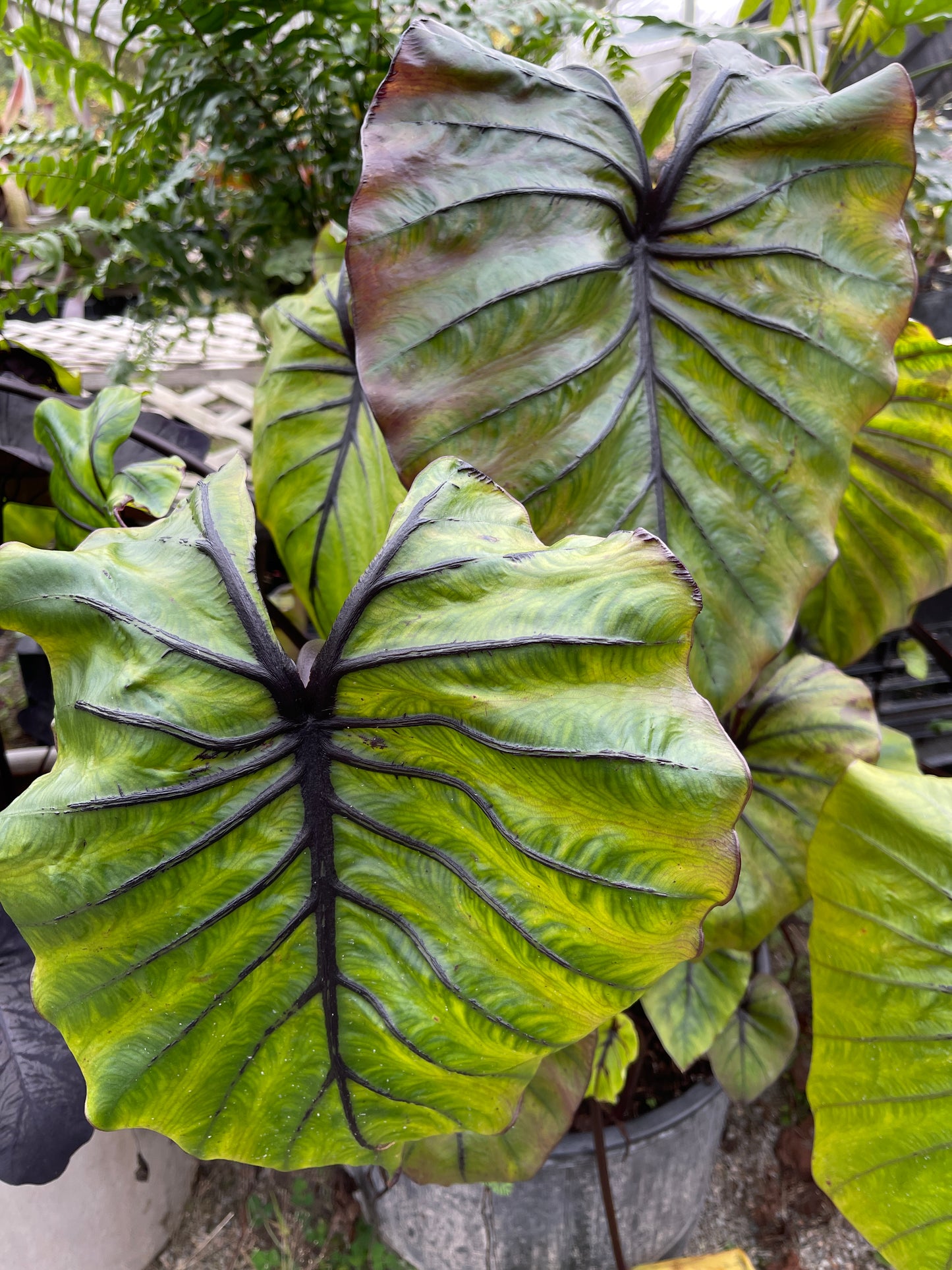 Colocasia Pharoah's Mask