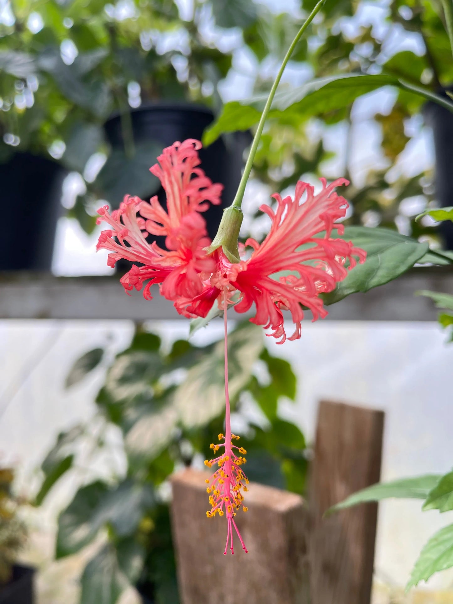 Hibiscus schizopetalus - Mason House Garden