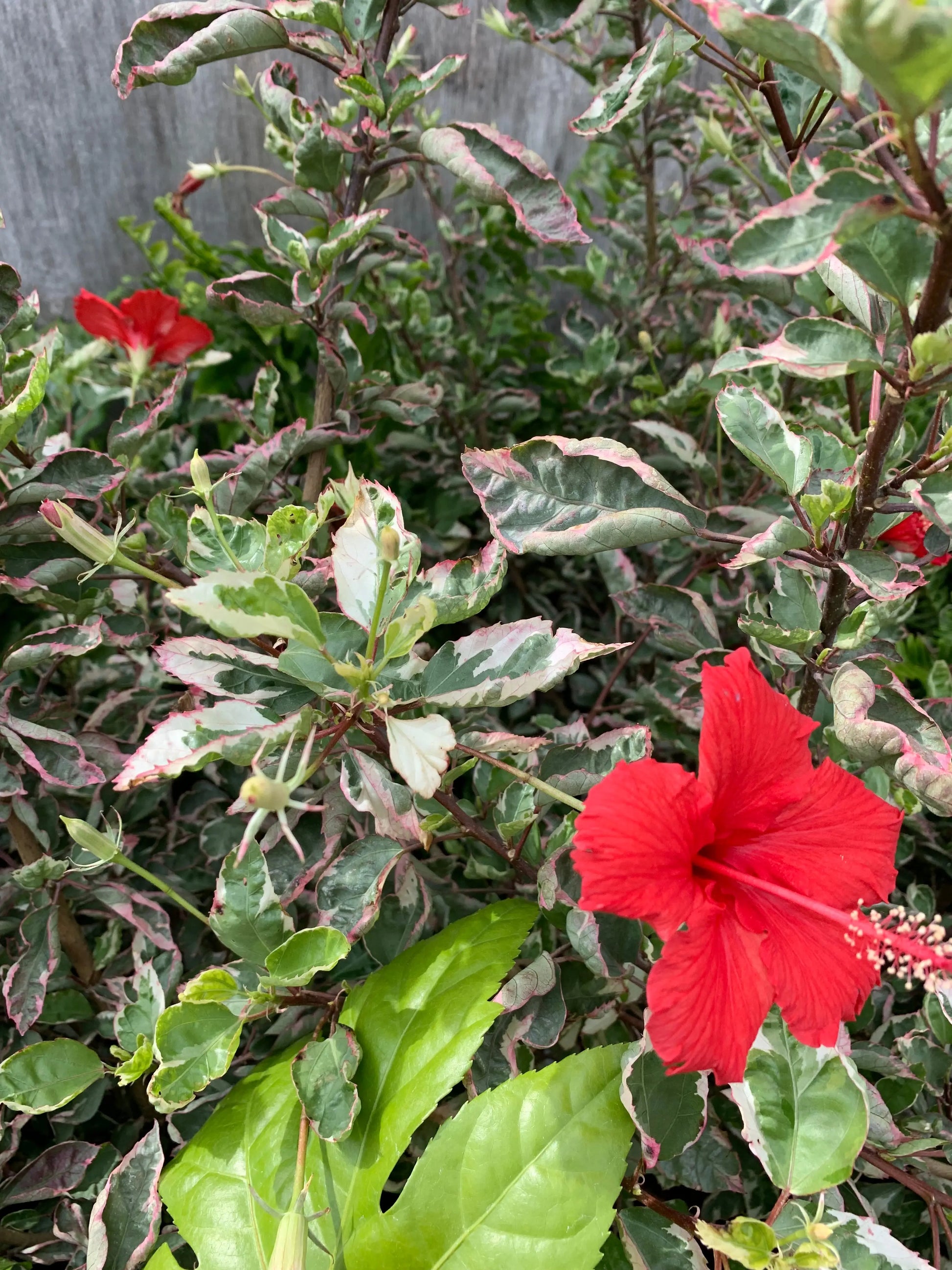 Hibiscus rosa-sinensis Snow White - Mason House Garden