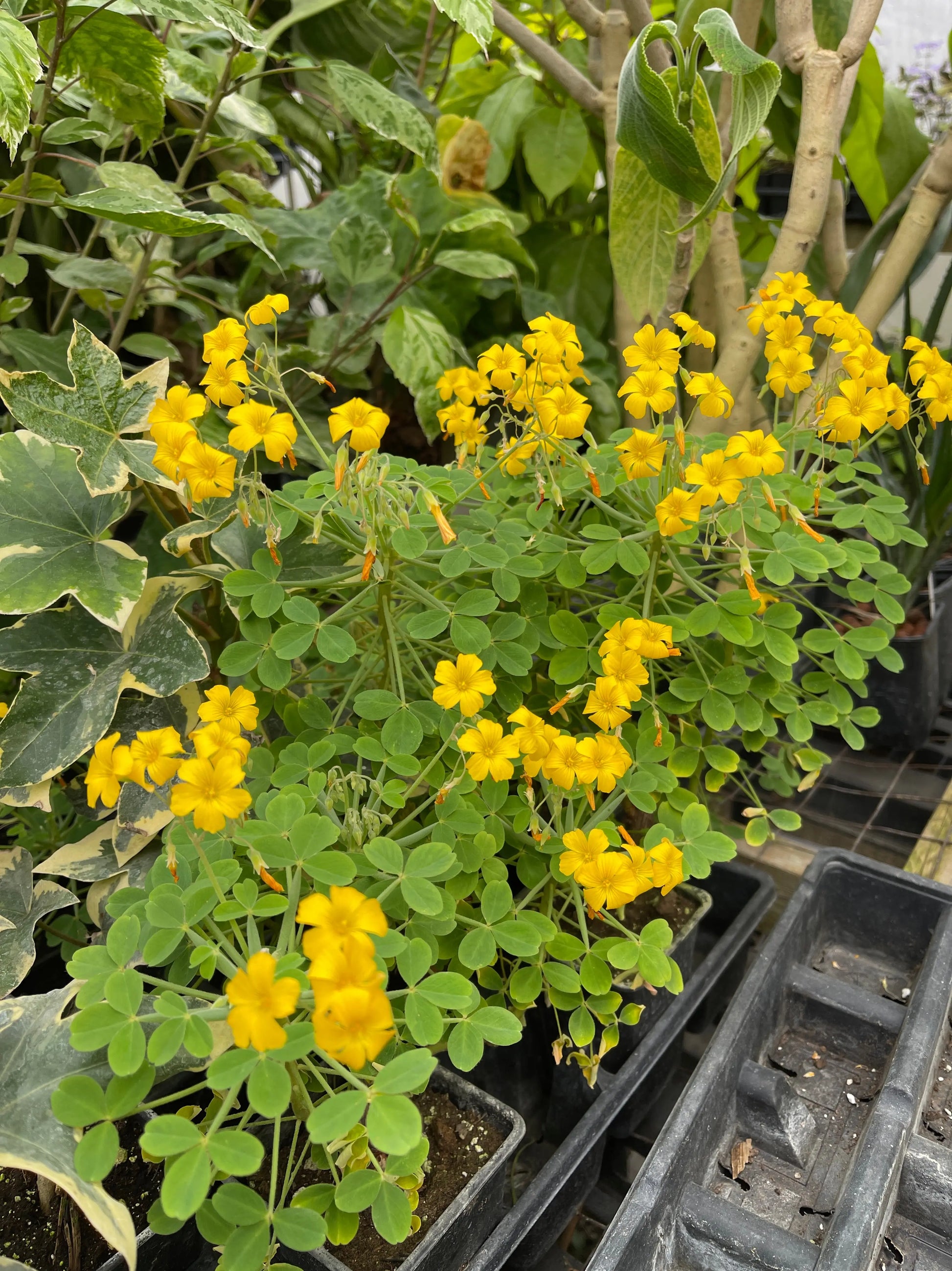 Oxalis succulentum - Mason House Garden