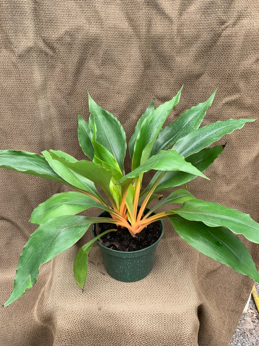 Chlorophytum amaniense Fireflash