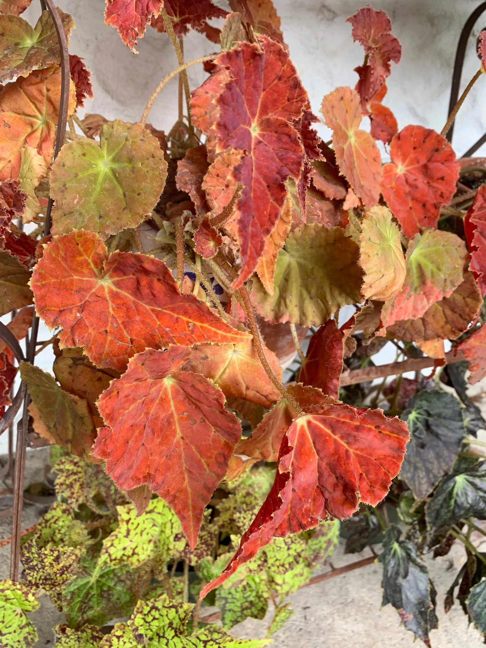 Begonia Autumn Embers - Mason House Garden