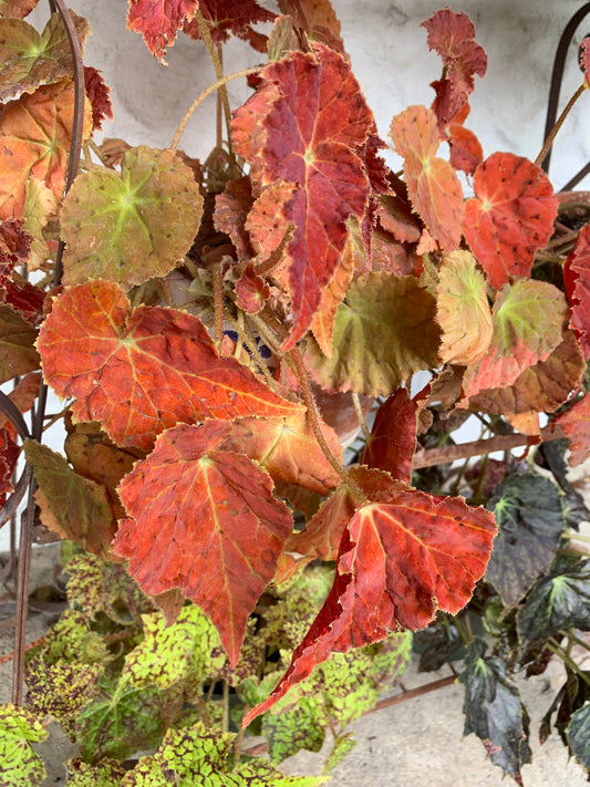 Begonia Autumn Embers