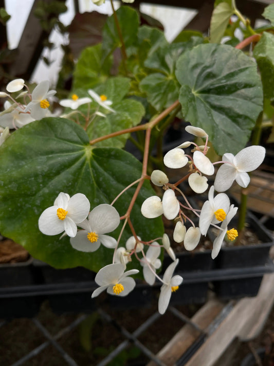 Begonia odorata Alba - Mason House Garden