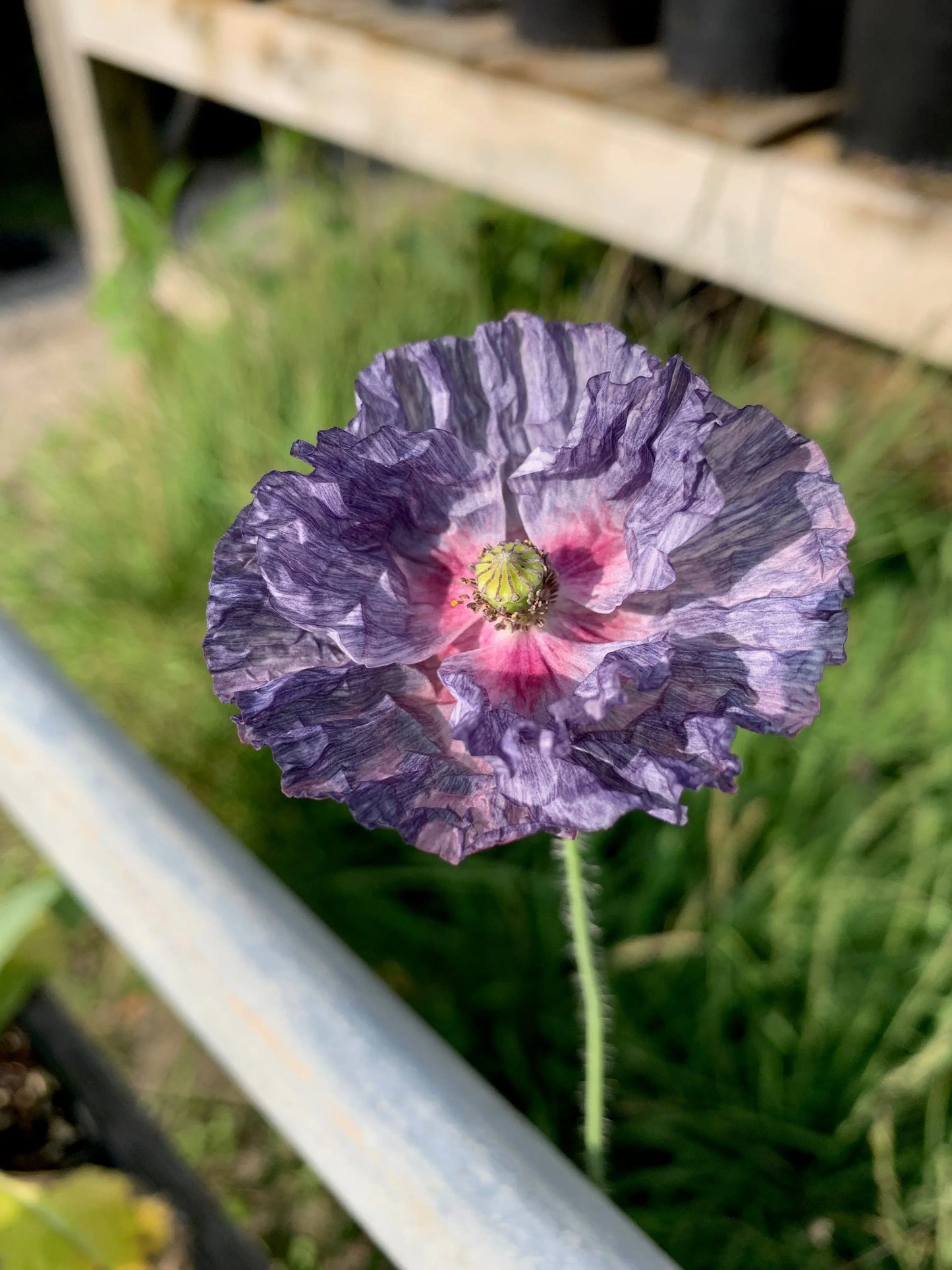 Papaver rhoeas Amazing Grey