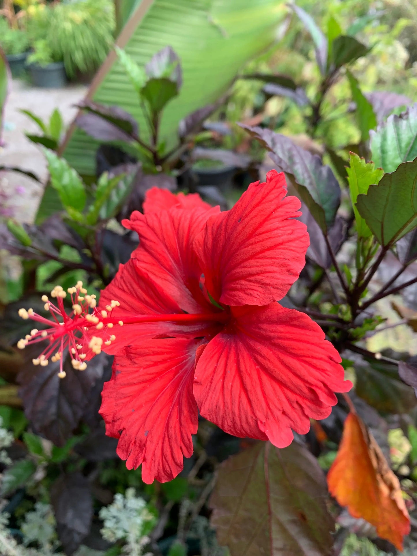 Hibiscus rosa-sinensis Red Hot - Mason House Garden