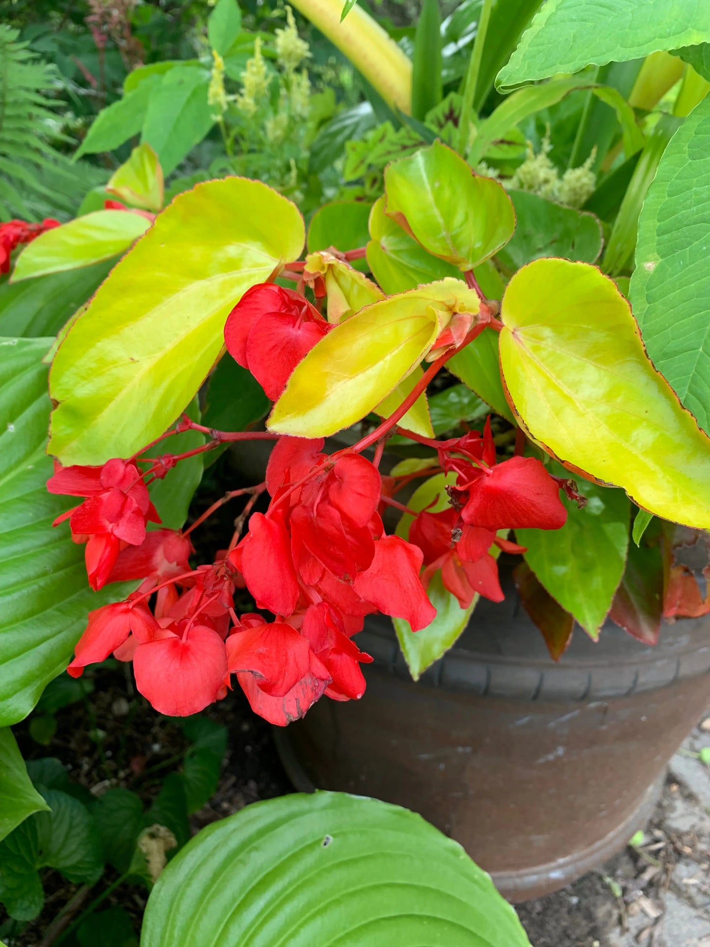 Begonia Canary Wings