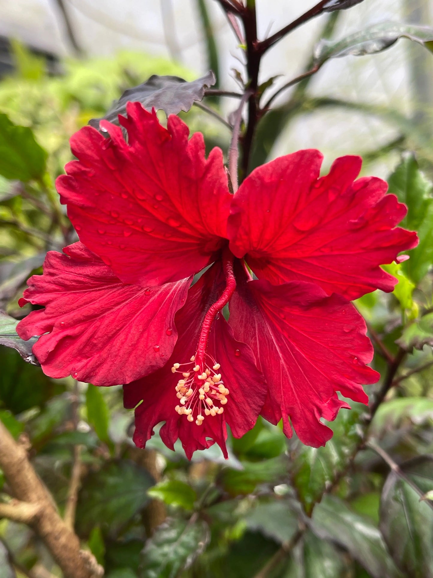 Hibiscus rosa-sinensis Red Hot - Mason House Garden