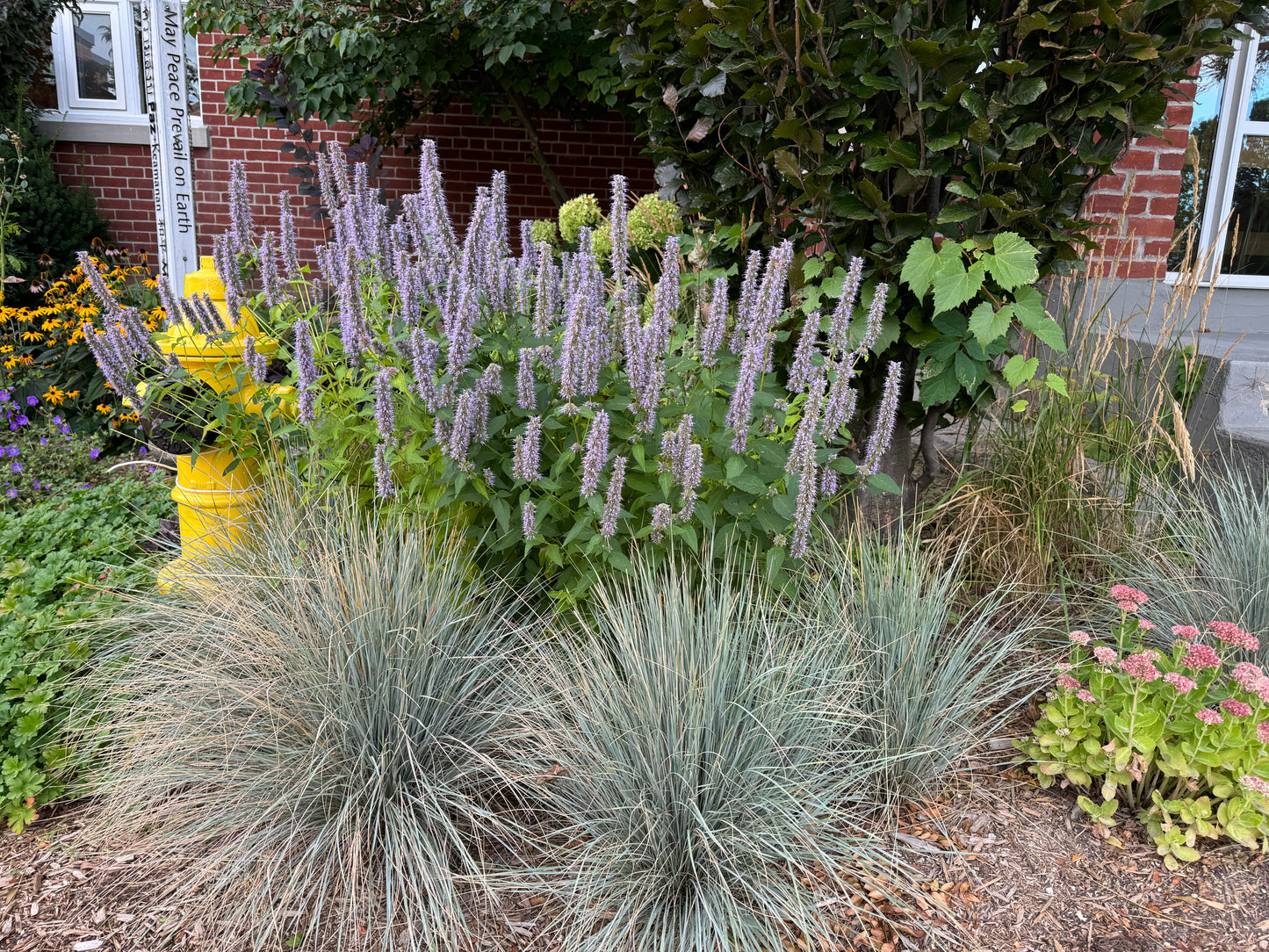 Helichtotrichon sempervirens