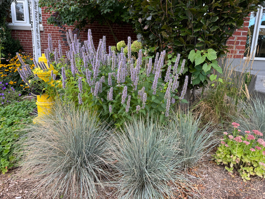 Agastache Blue Fortune