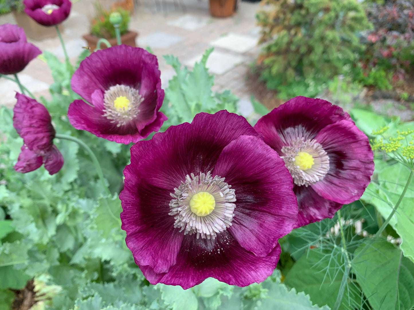 Papaver somniferum Lauren's Grape