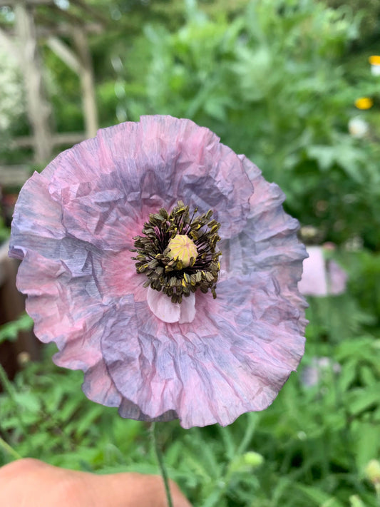 Papaver rhoeas Amazing Grey - Mason House Garden