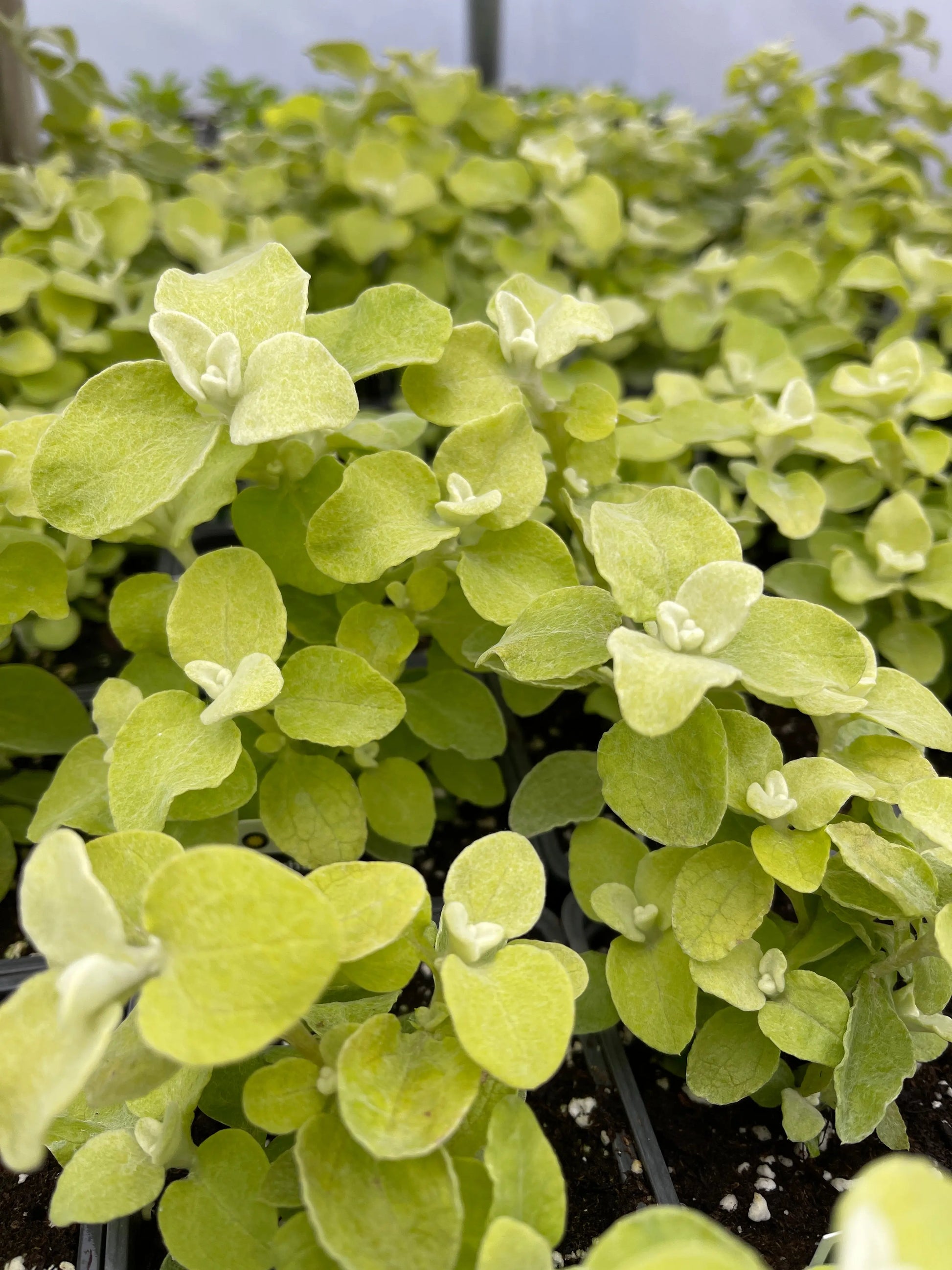 Helichrysum petiolare Limelight - Mason House Garden